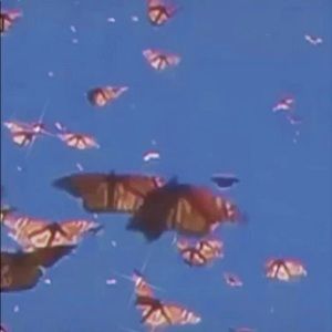 Meet your Posher, Mia